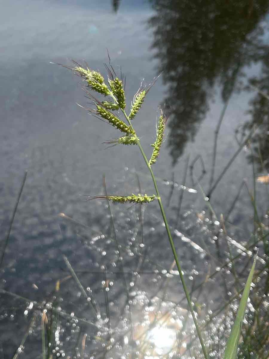 Echinochloa crus-galli