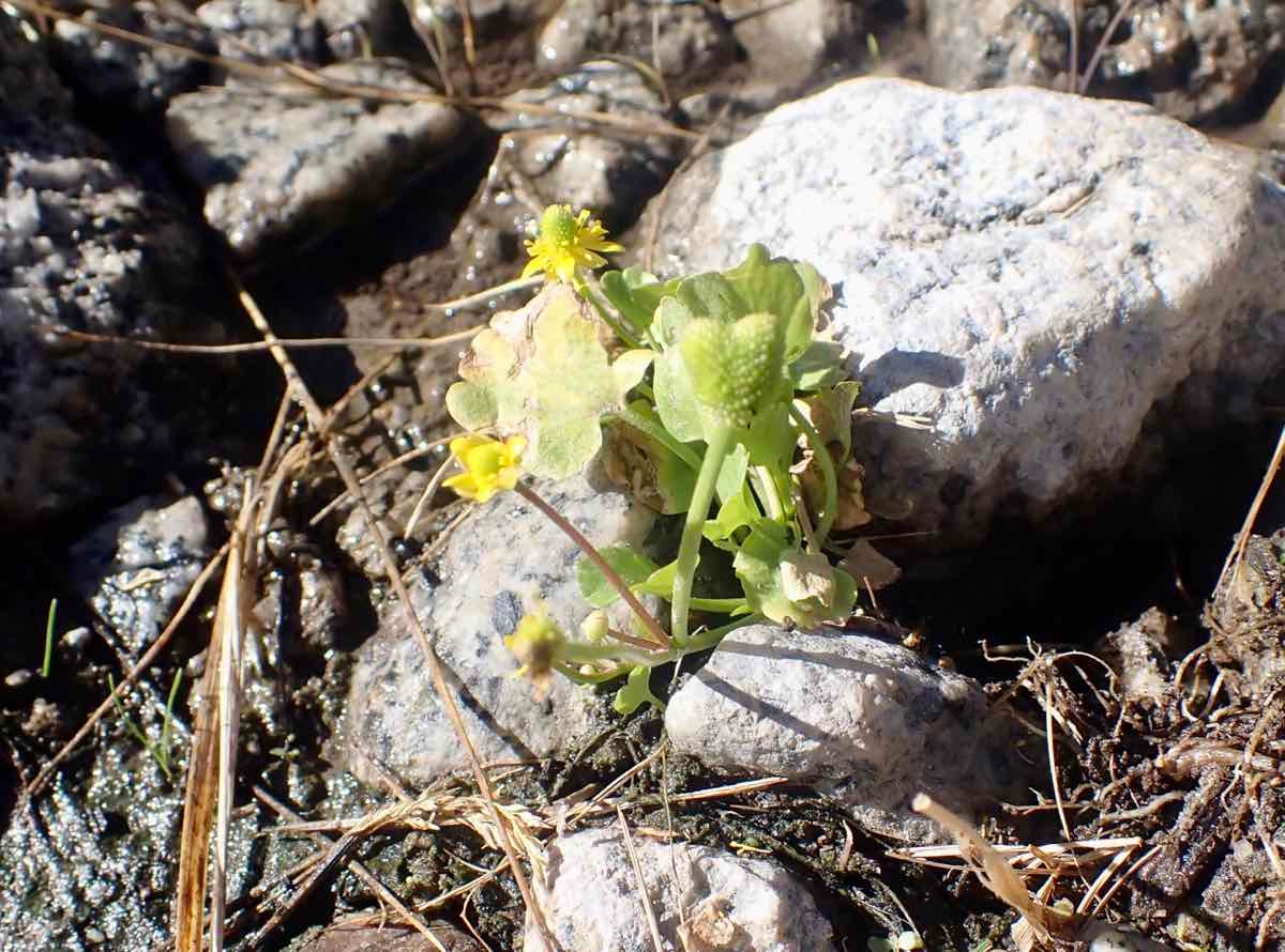 Ranunculus cymbalaria