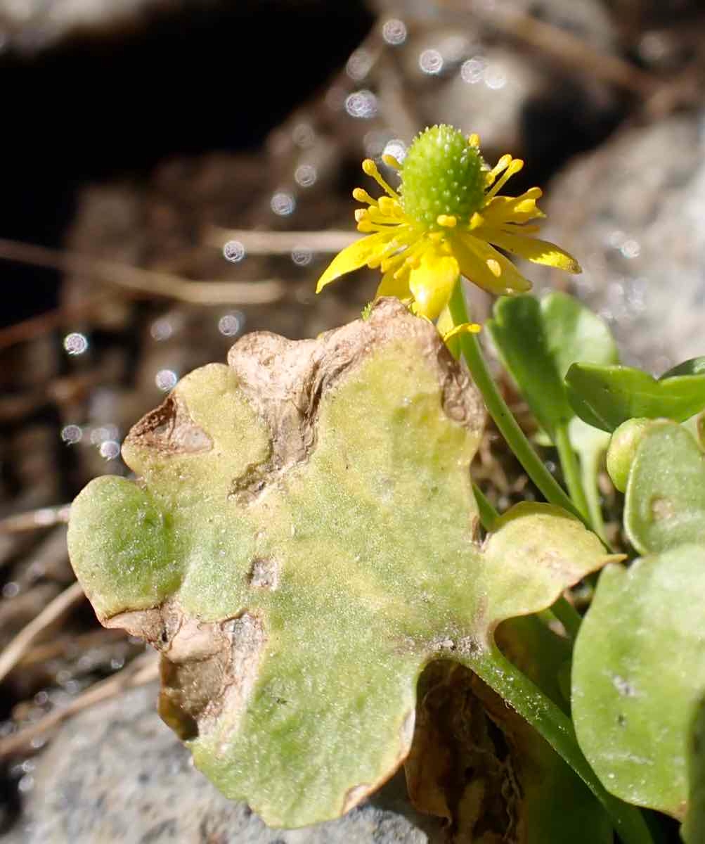 Ranunculus cymbalaria