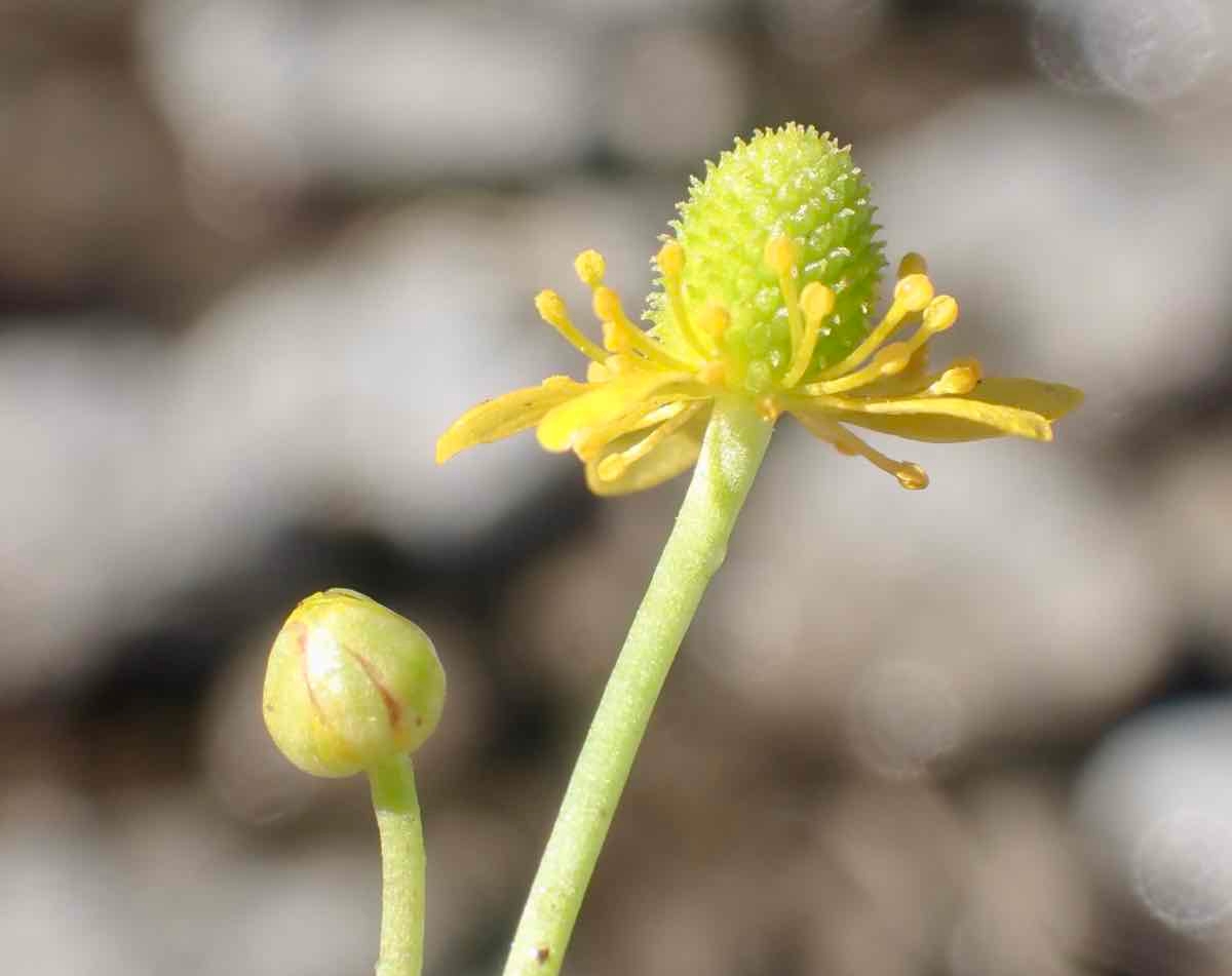 Ranunculus cymbalaria