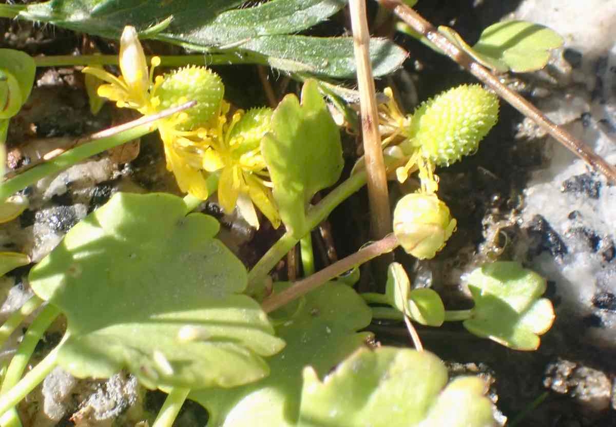 Ranunculus cymbalaria