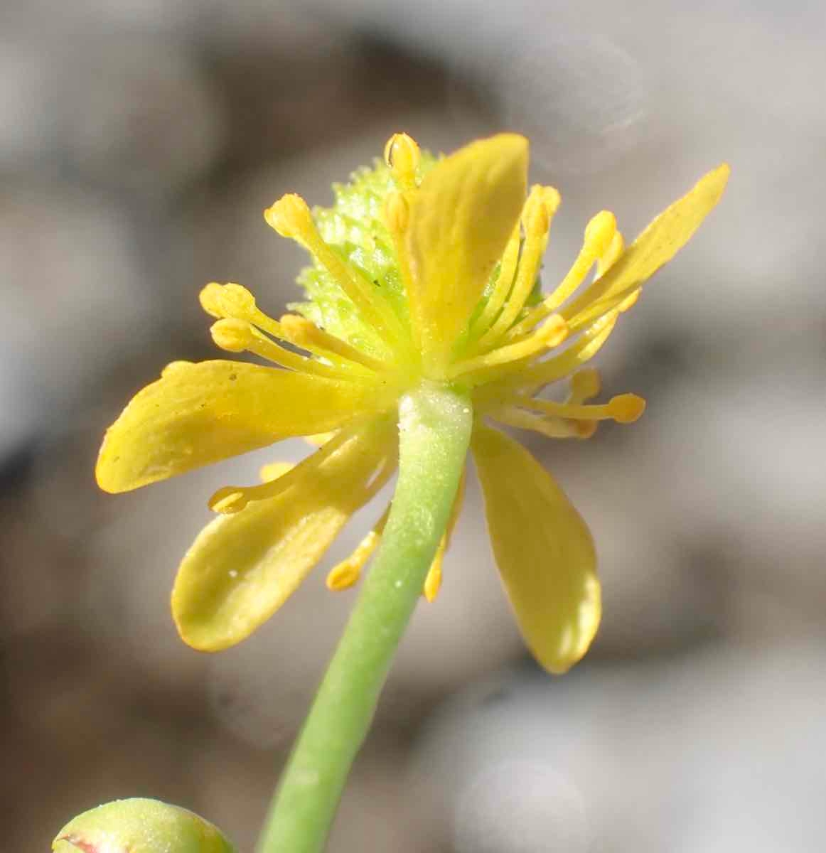 Ranunculus cymbalaria