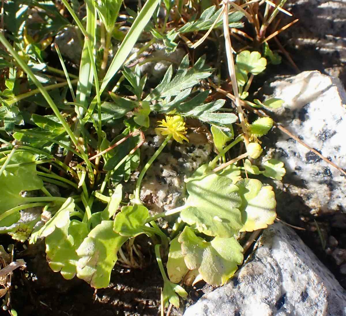 Ranunculus cymbalaria