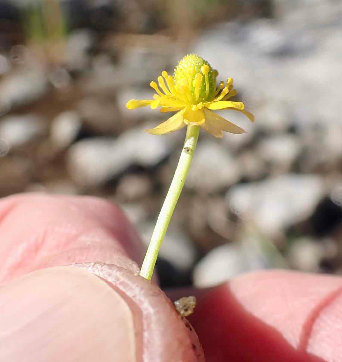 Ranunculus cymbalaria