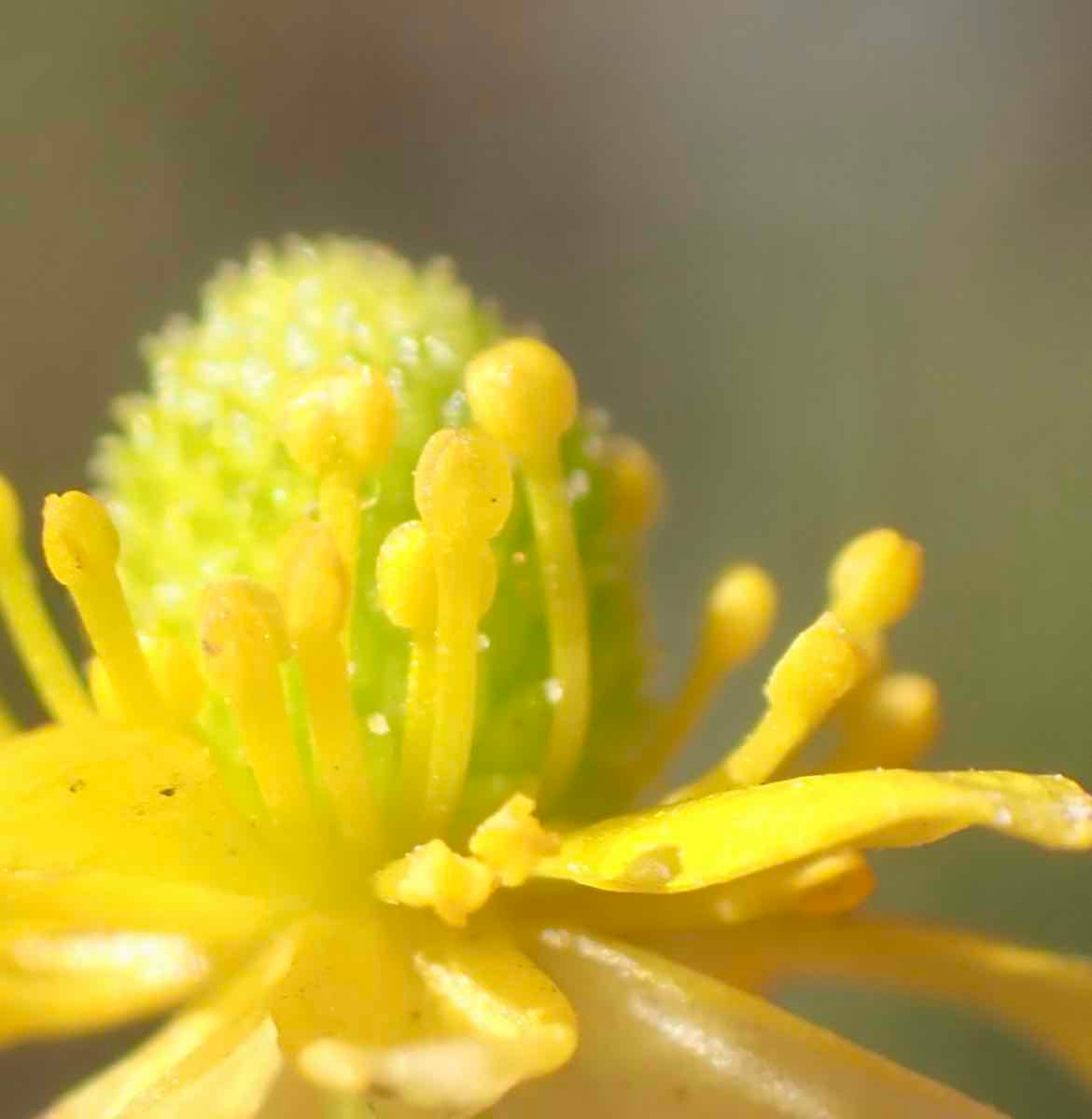 Ranunculus cymbalaria