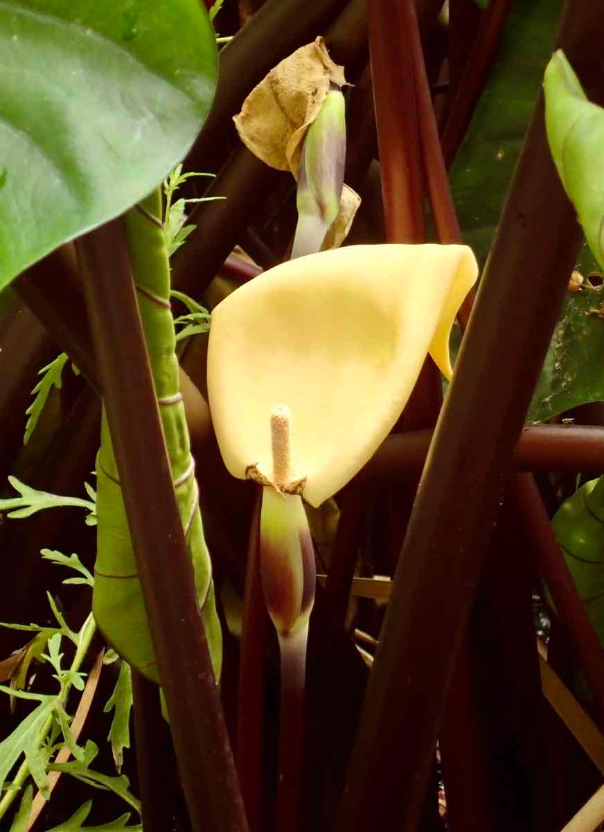 Colocasia esculenta