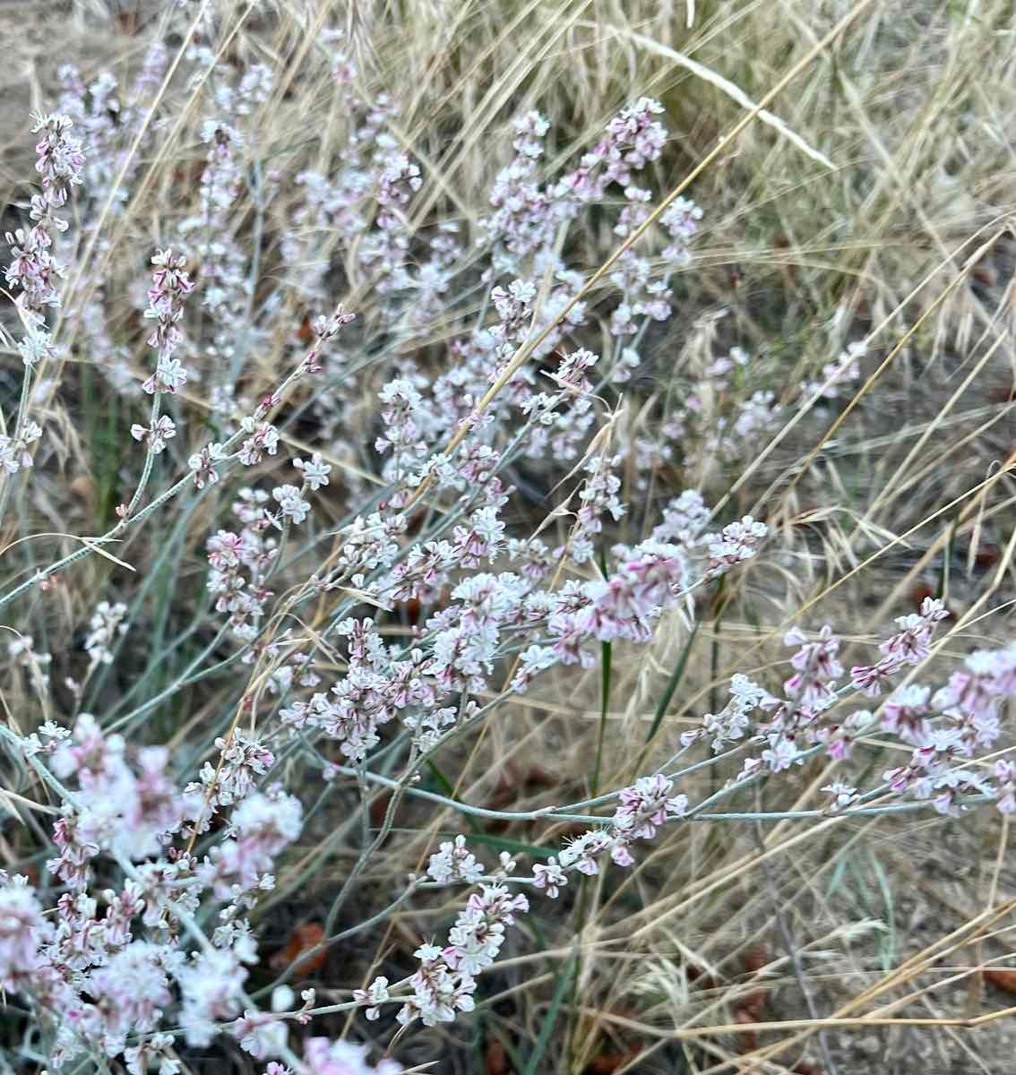 Eriogonum wrightii var. subscaposum