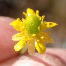 Ranunculus cymbalaria var. saximontanus