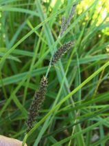 Carex lanuginosa