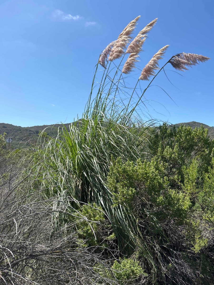 Cortaderia selloana