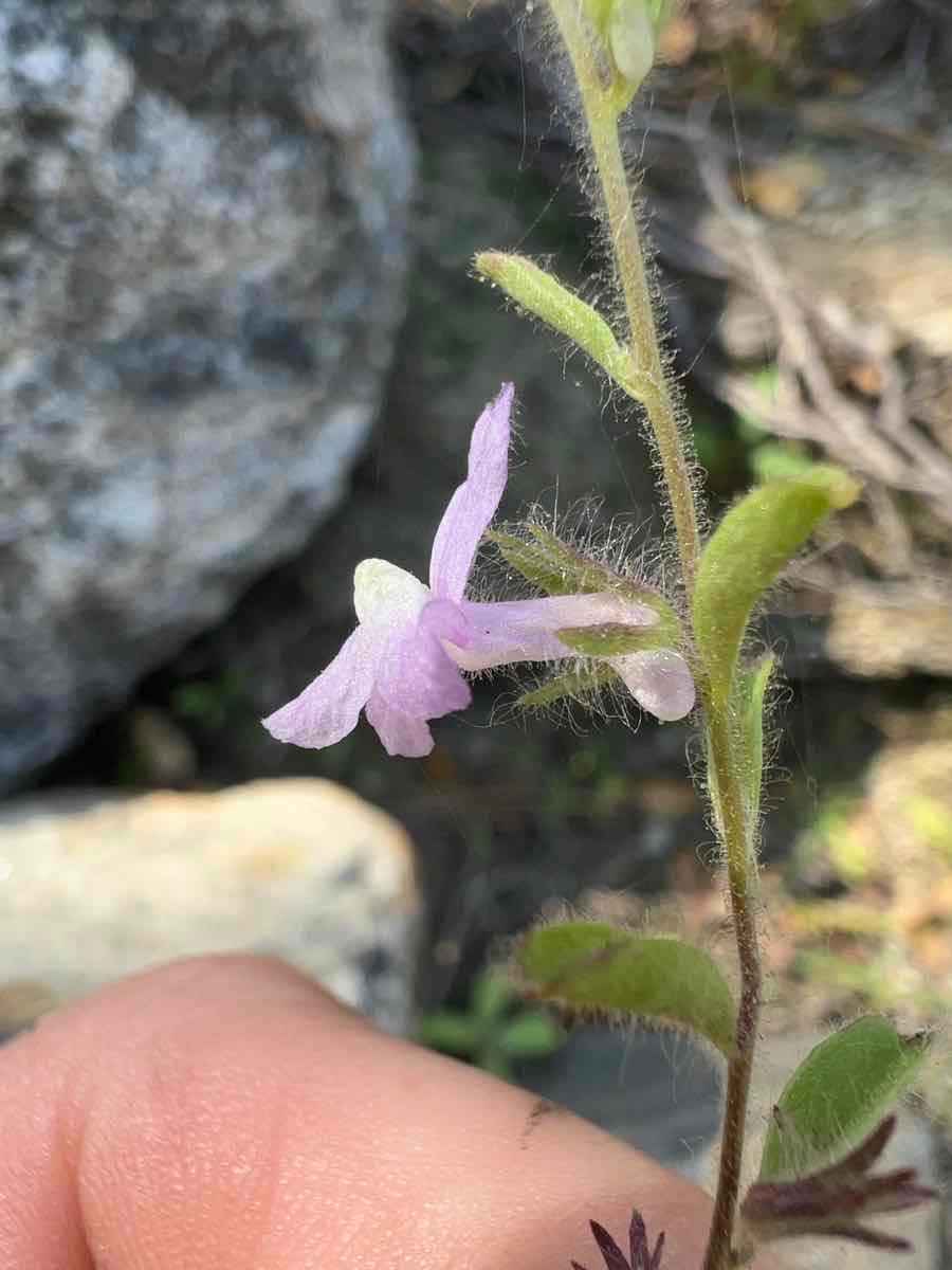 Antirrhinum leptaleum