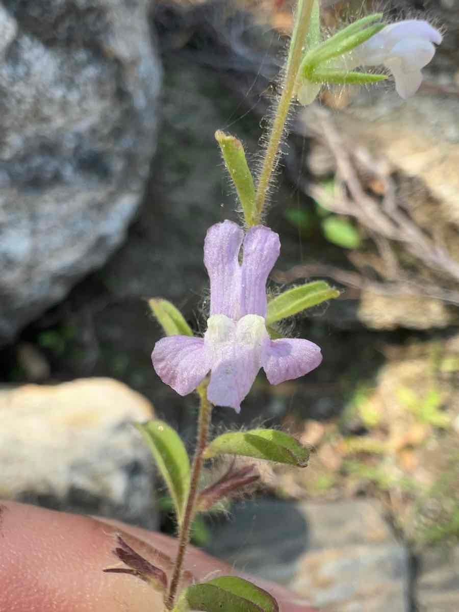 Antirrhinum leptaleum