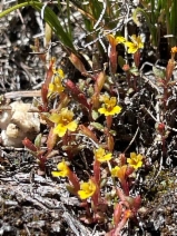 Mimulus suksdorfii