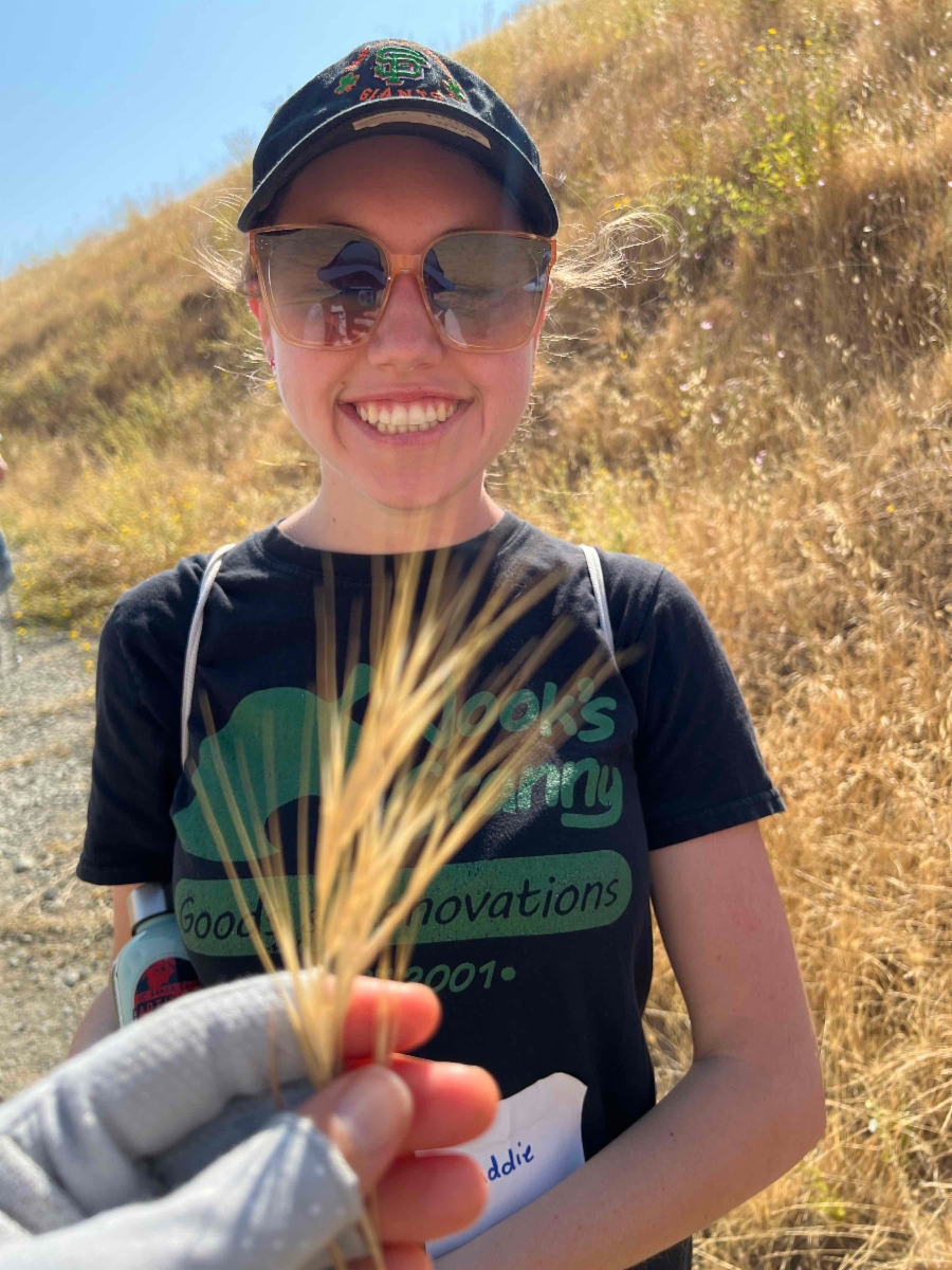 Bromus diandrus