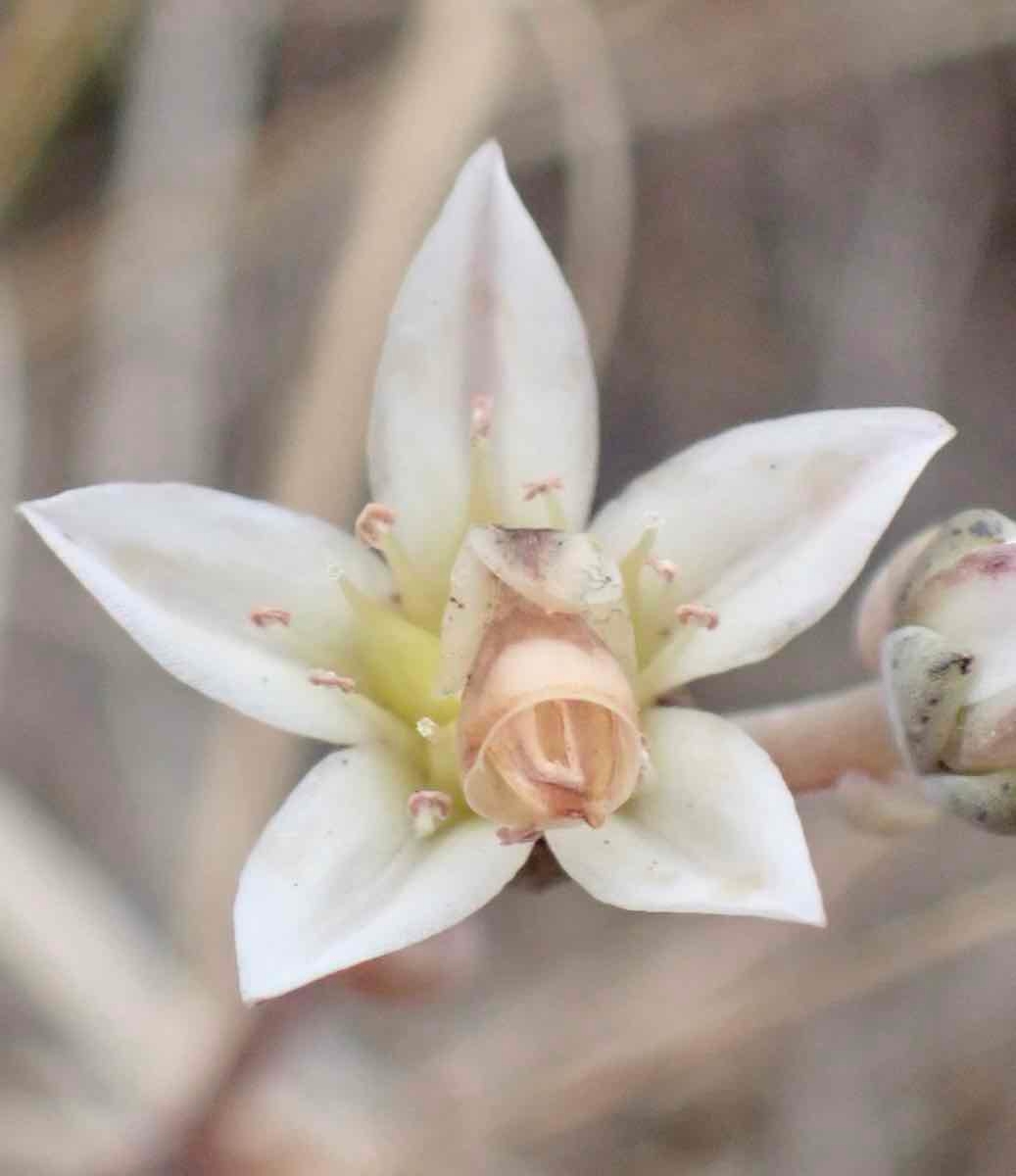 Dudleya blochmaniae ssp. blochmaniae