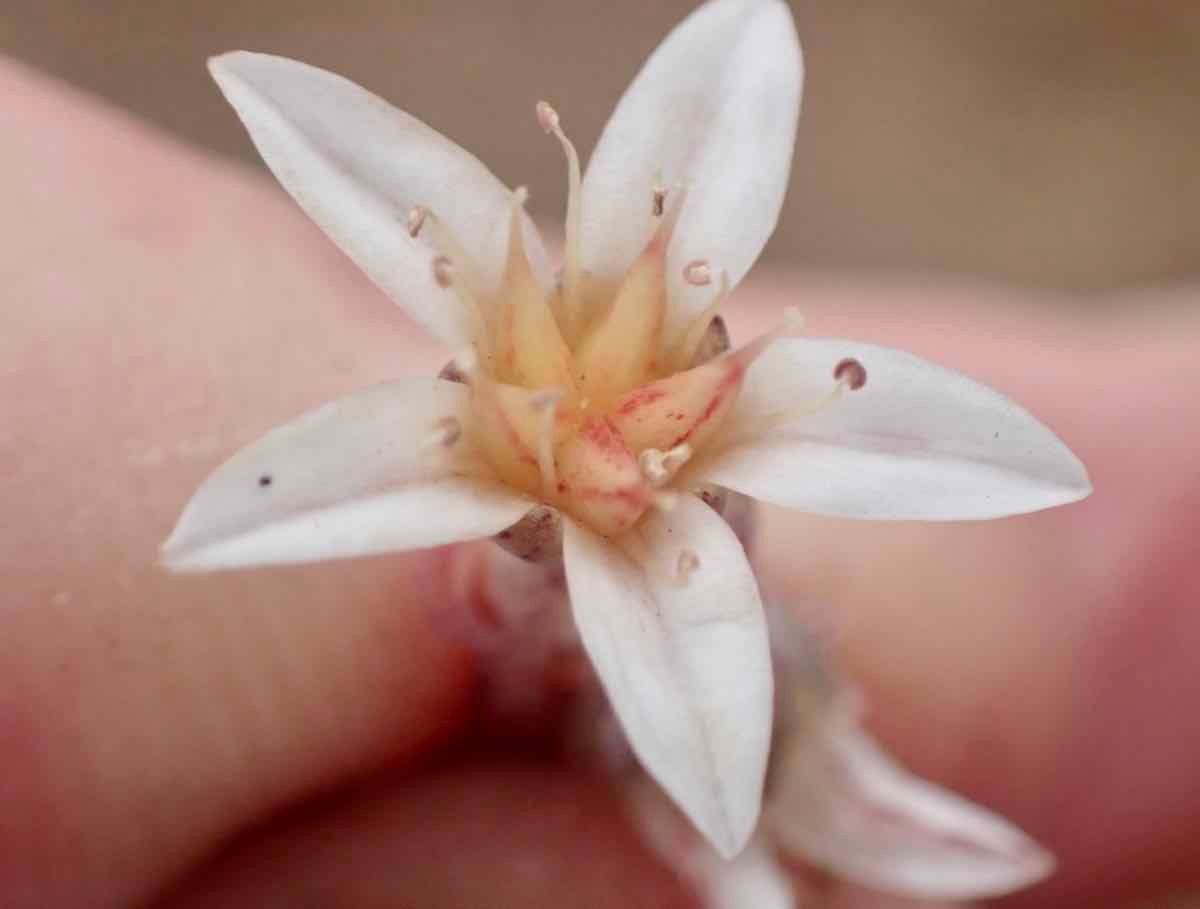 Dudleya blochmaniae ssp. blochmaniae