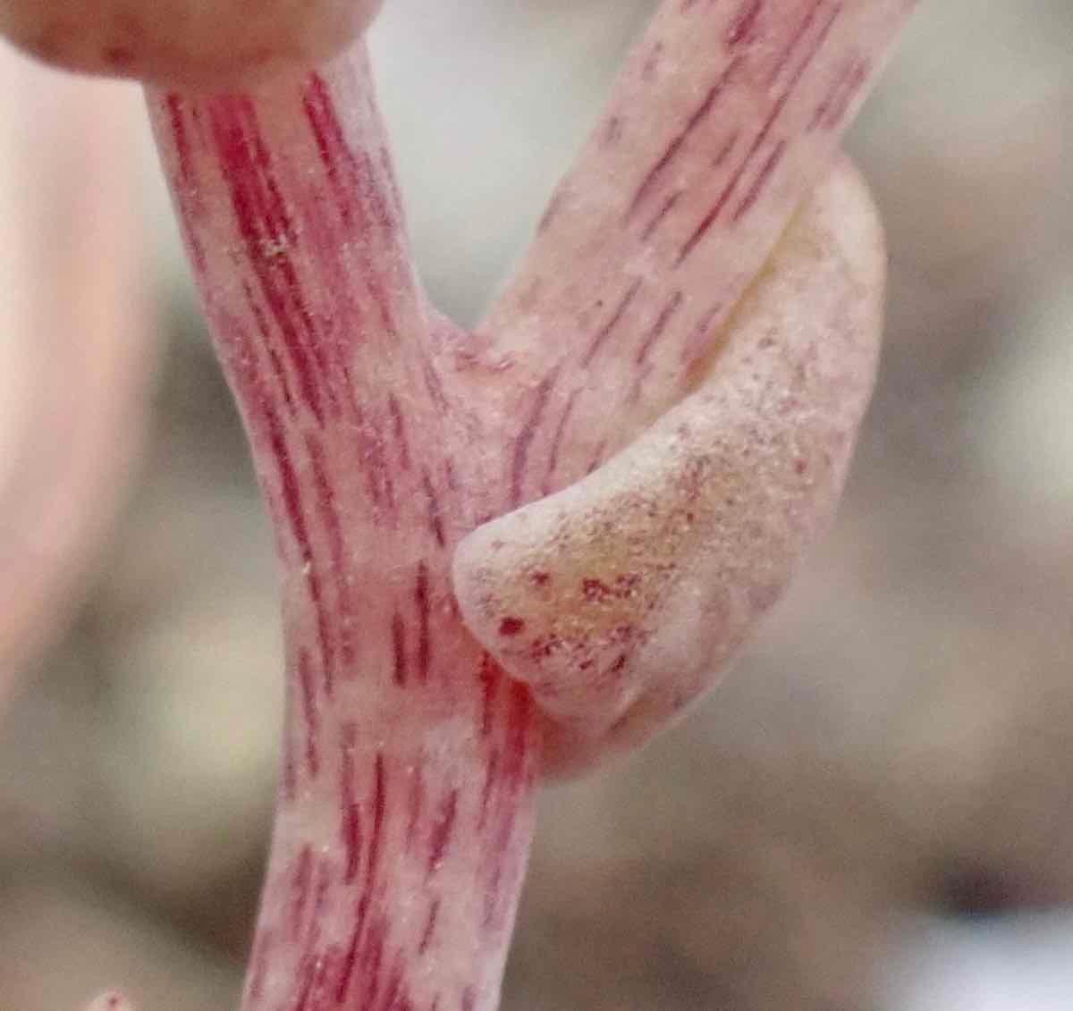 Dudleya blochmaniae ssp. blochmaniae