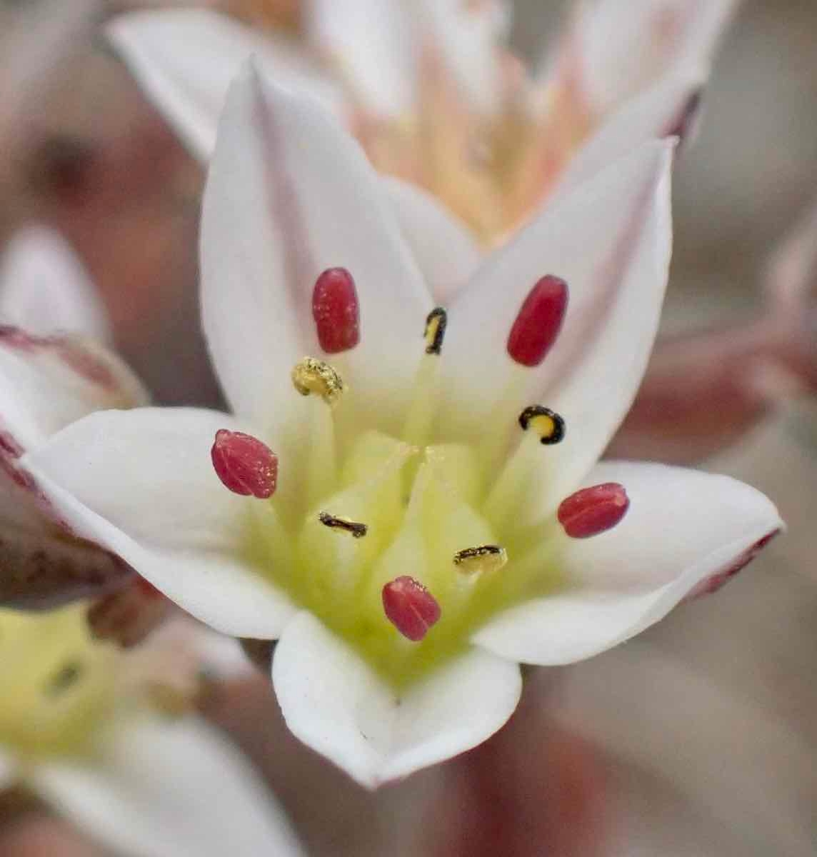 Dudleya blochmaniae ssp. blochmaniae