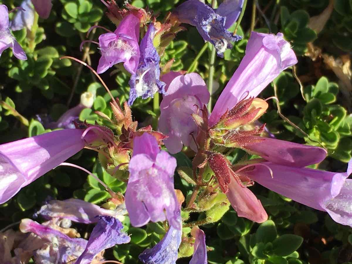 Penstemon davidsonii var. davidsonii