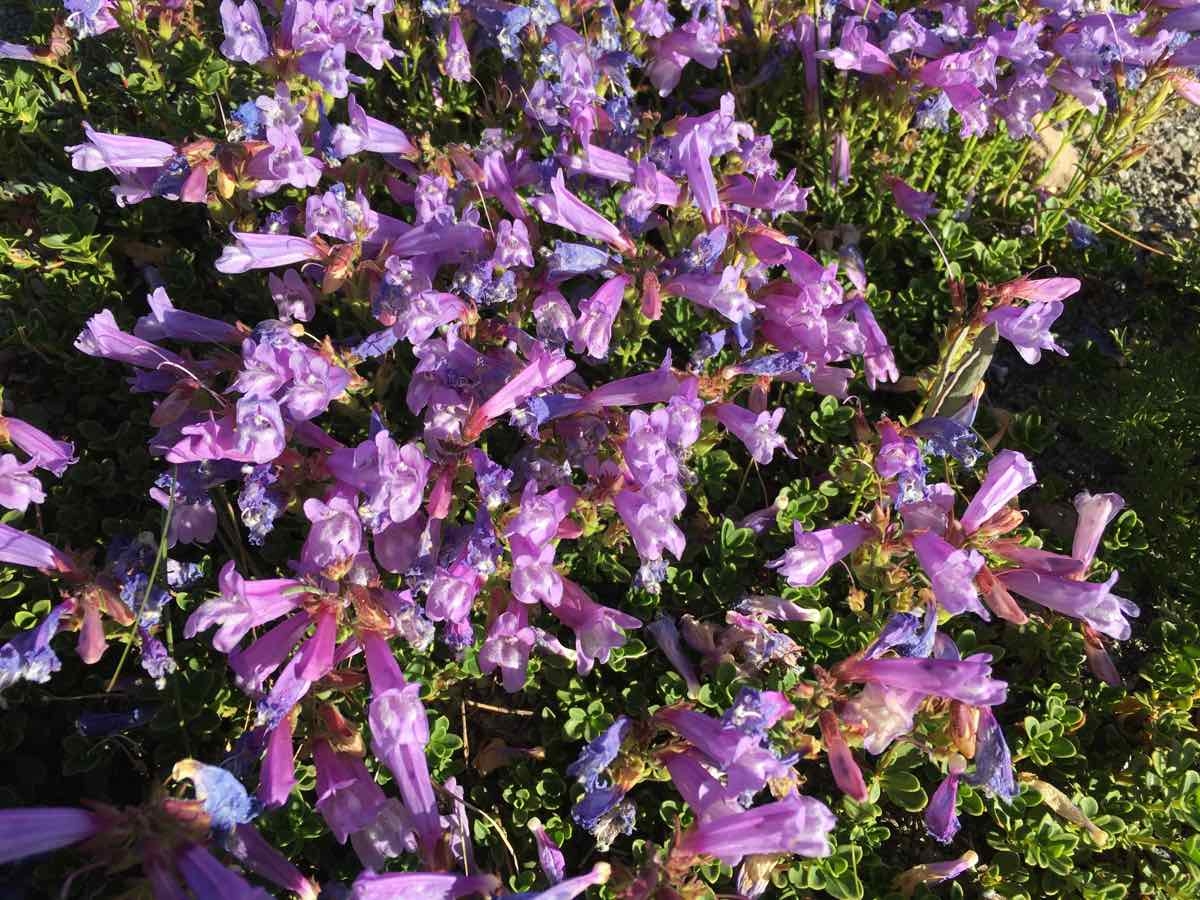 Penstemon davidsonii var. davidsonii