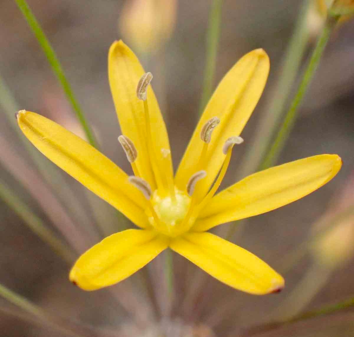 Bloomeria crocea var. aurea