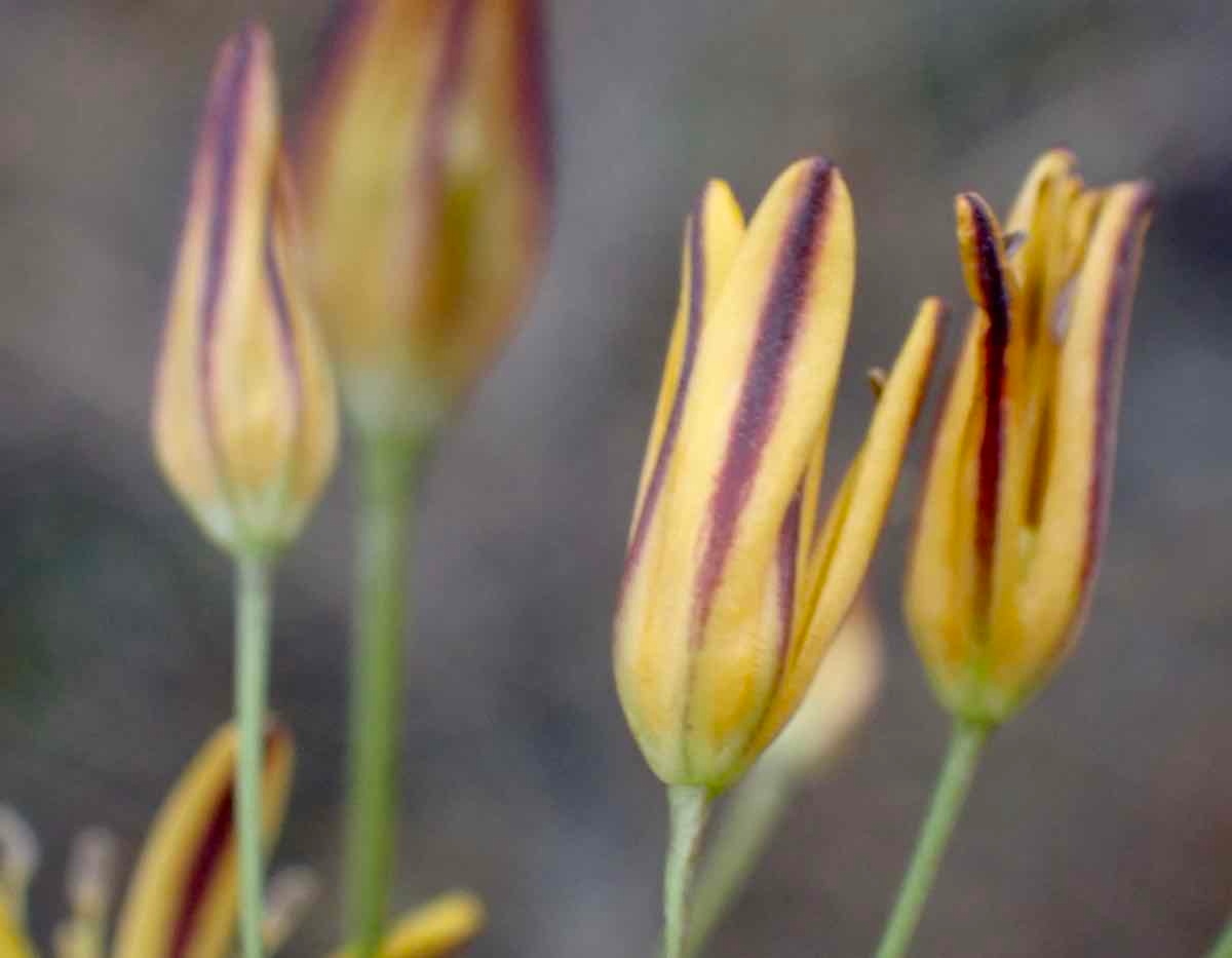 Bloomeria crocea var. aurea