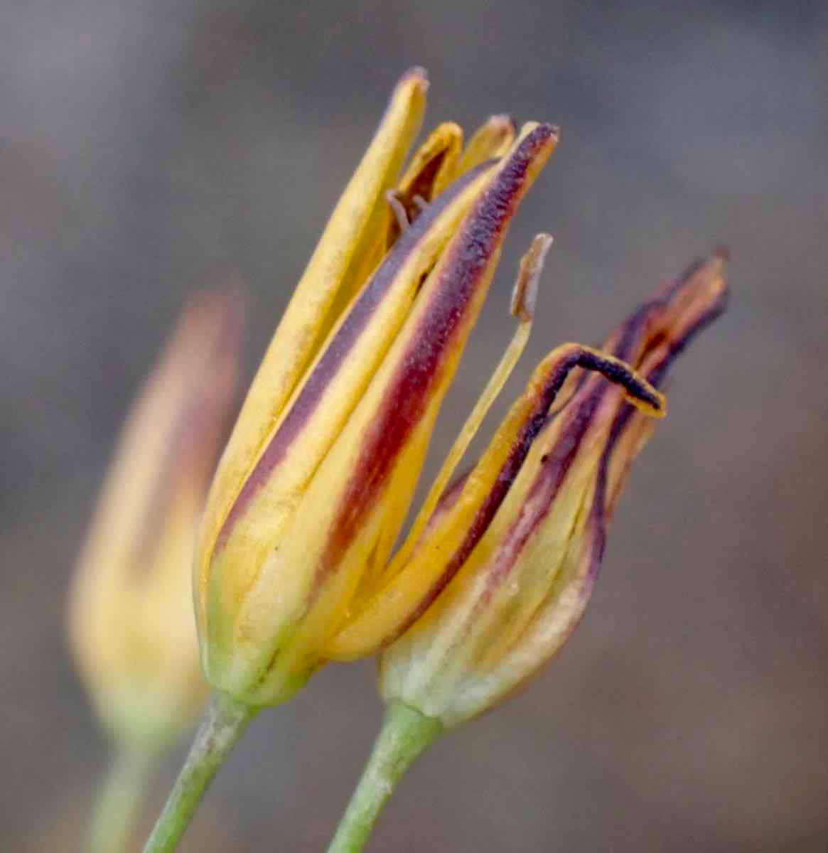 Bloomeria crocea var. aurea