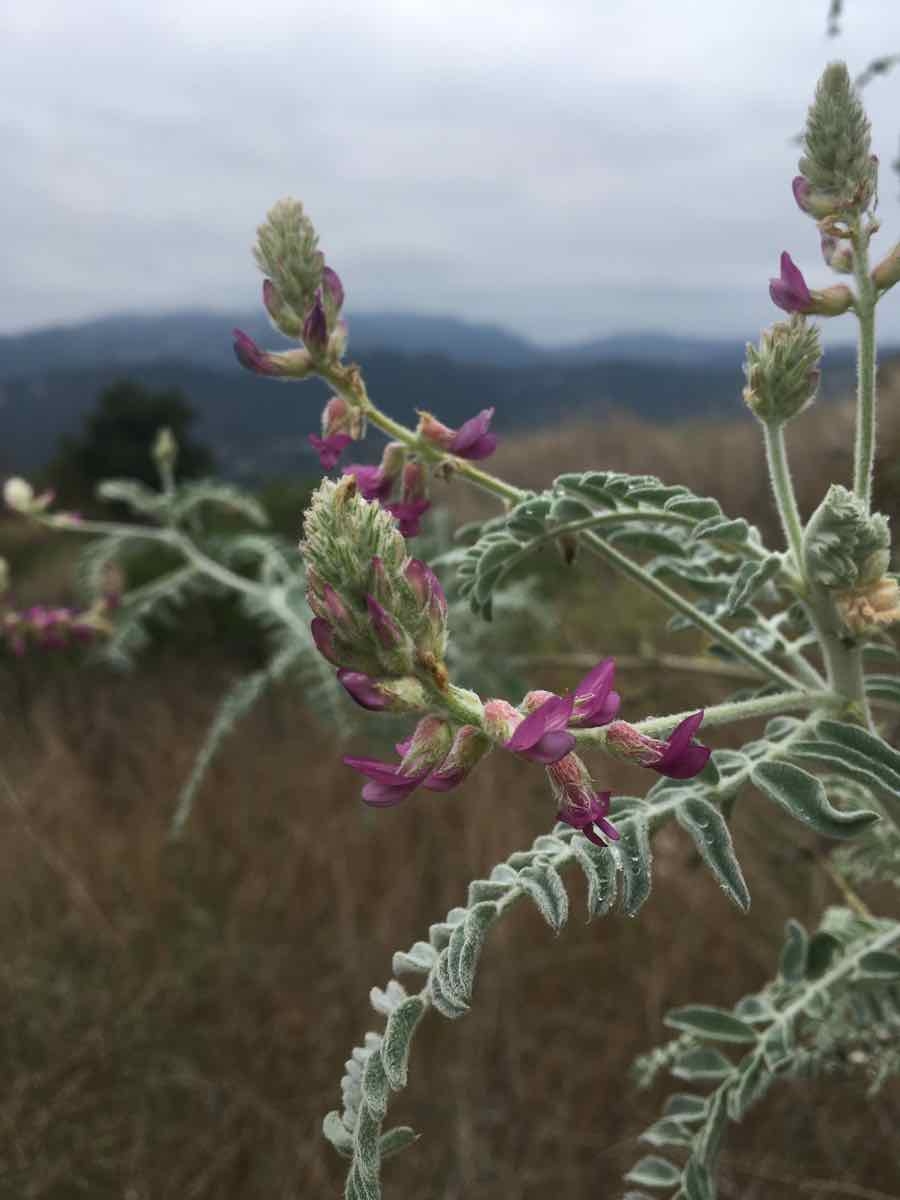 Astragalus brauntonii