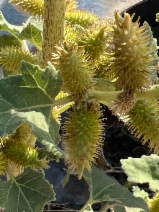 Xanthium strumarium var. canadense