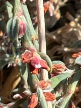 Polygonum aviculare ssp. depressum*