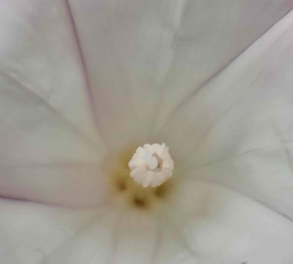 Calystegia macrostegia ssp. cyclostegia