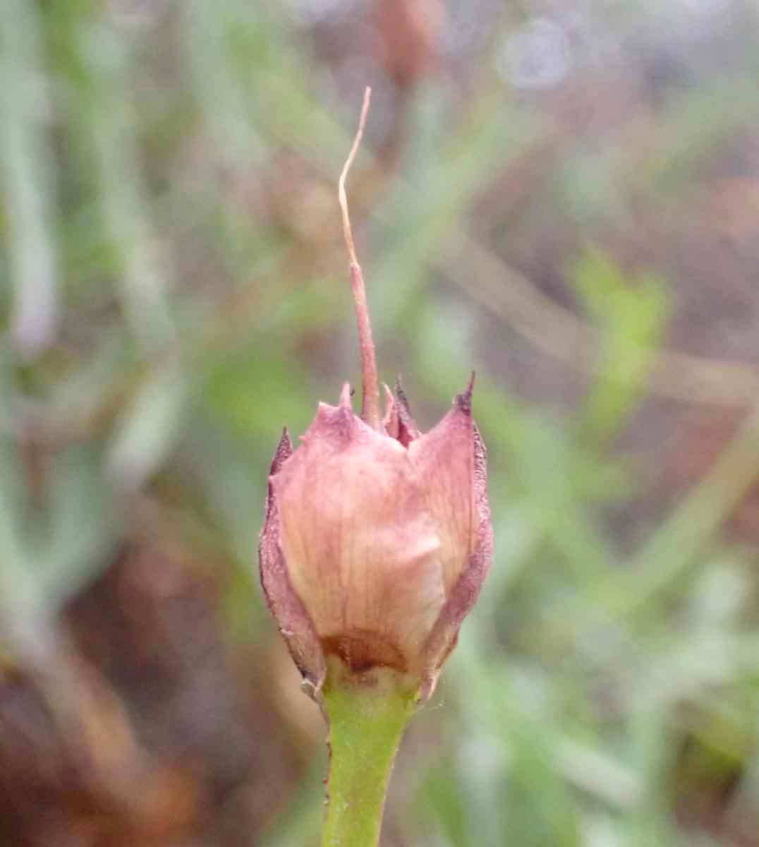 Calystegia macrostegia ssp. cyclostegia