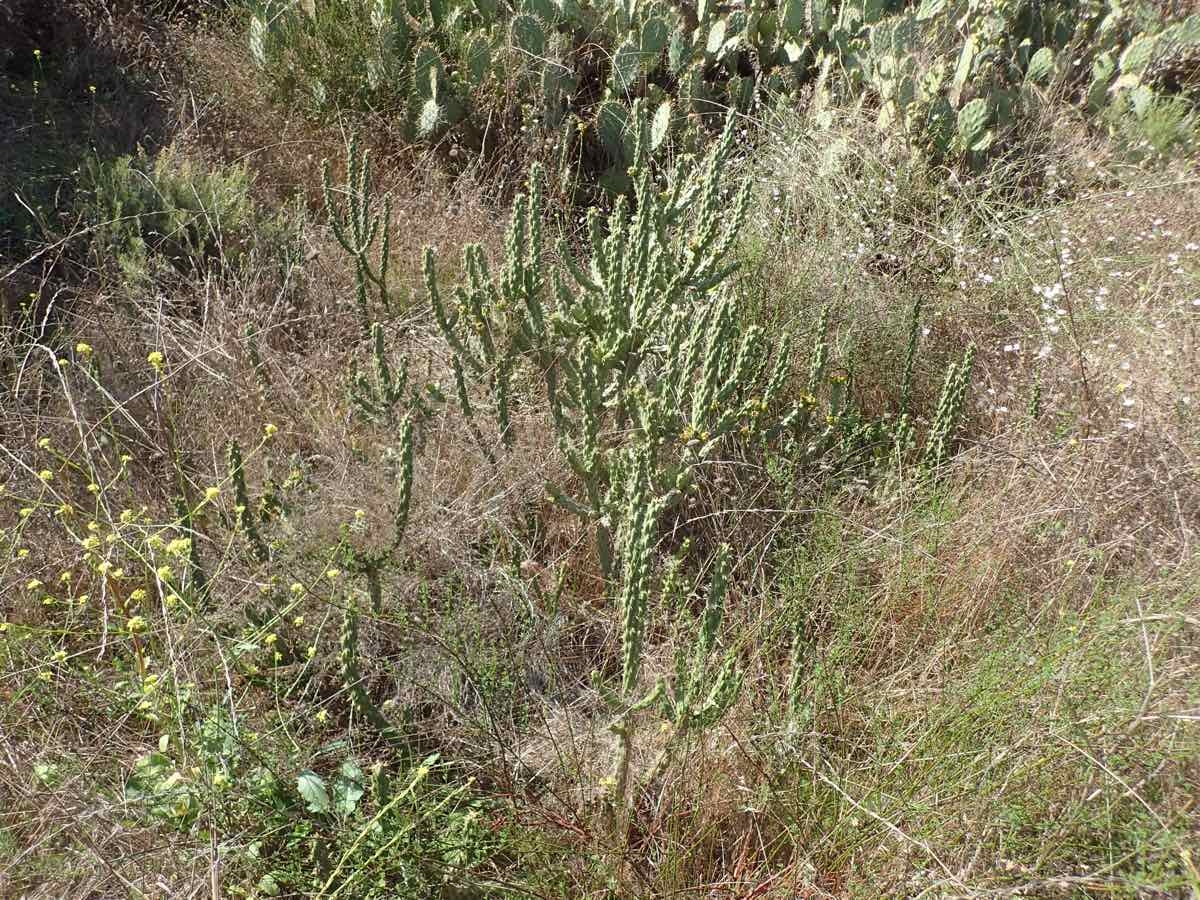 Cylindropuntia bernardina