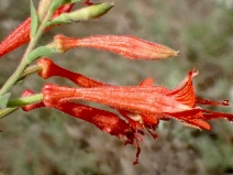 Epilobium canum ssp. canum