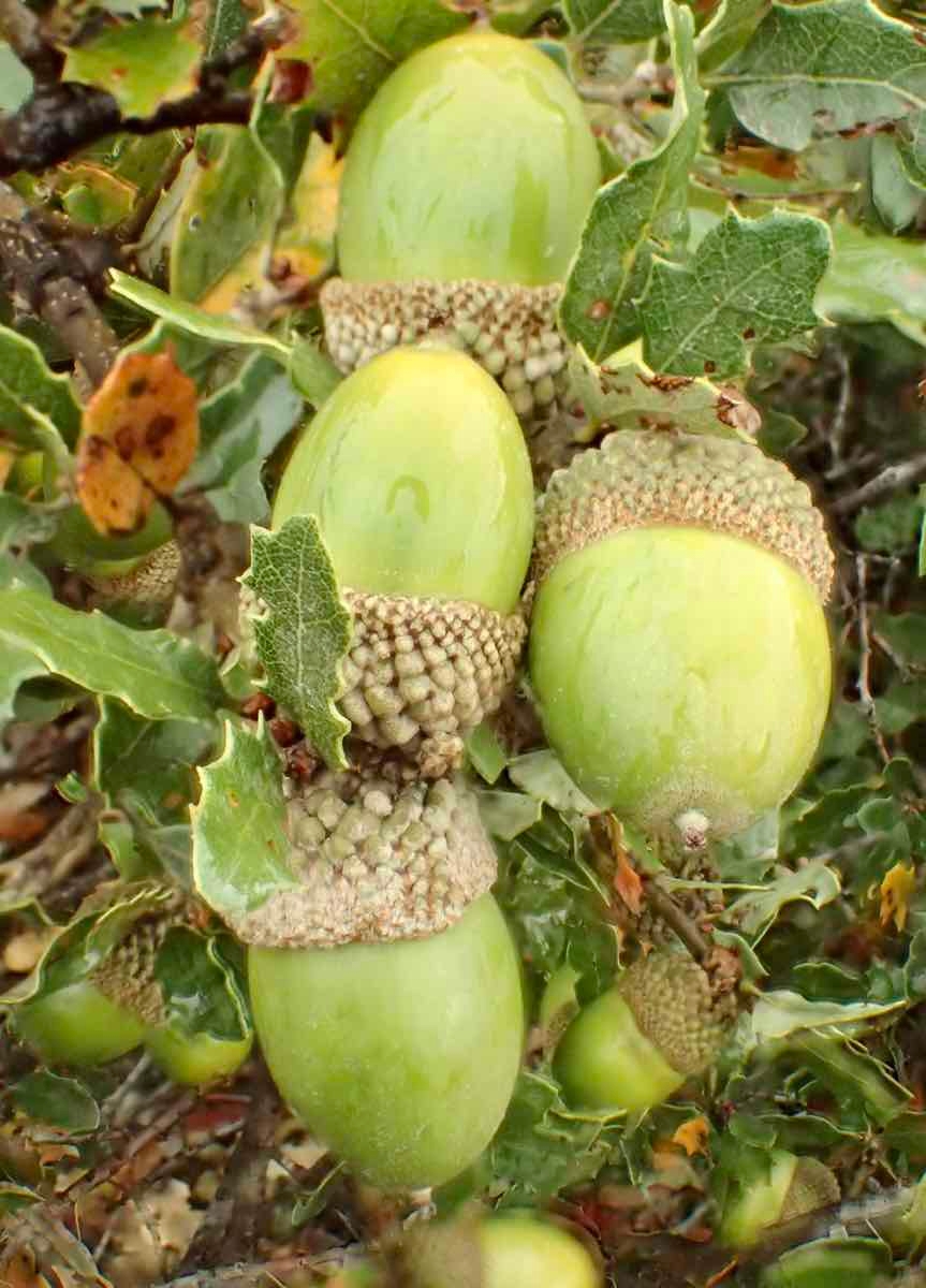 Quercus berberidifolia