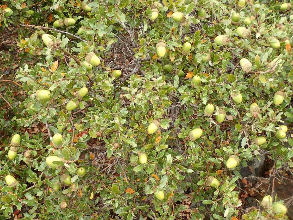 Quercus berberidifolia