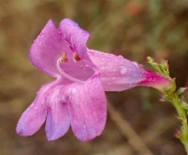 Penstemon heterophyllus var. australis