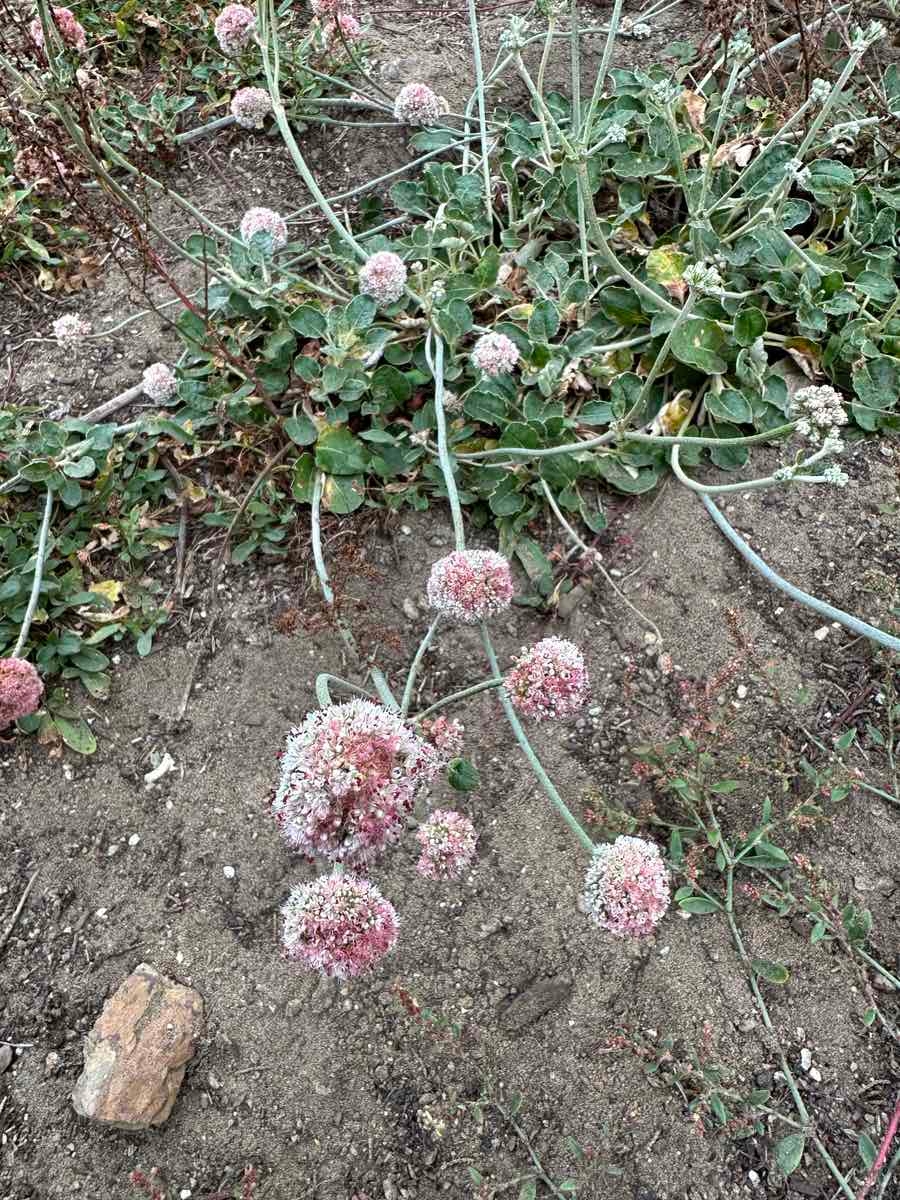 Eriogonum latifolium