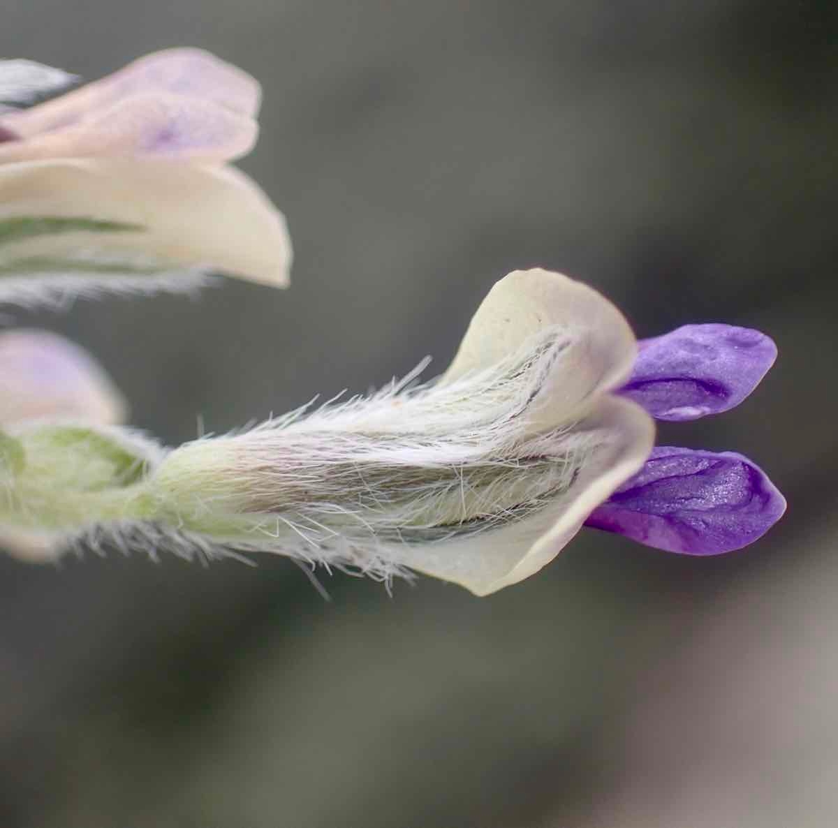 Pediomelum californicum