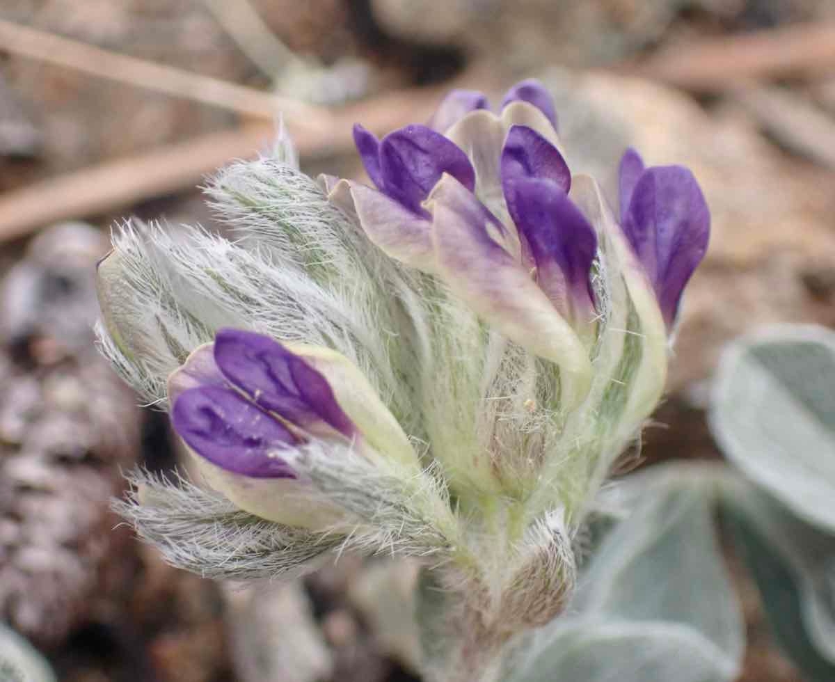 Pediomelum californicum