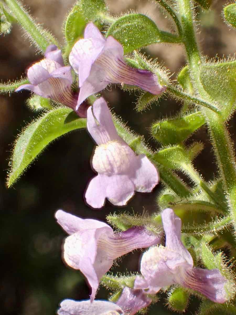 Antirrhinum nuttallianum