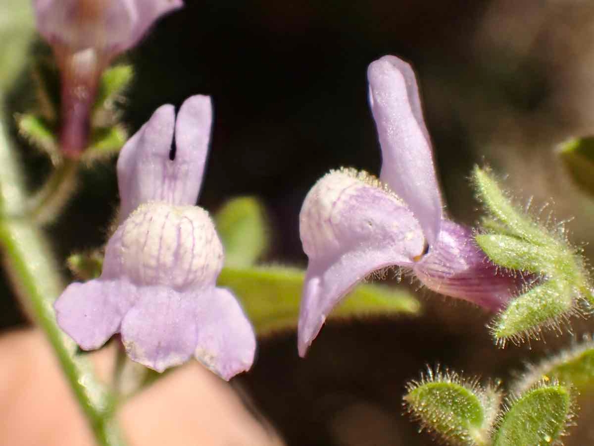 Antirrhinum nuttallianum