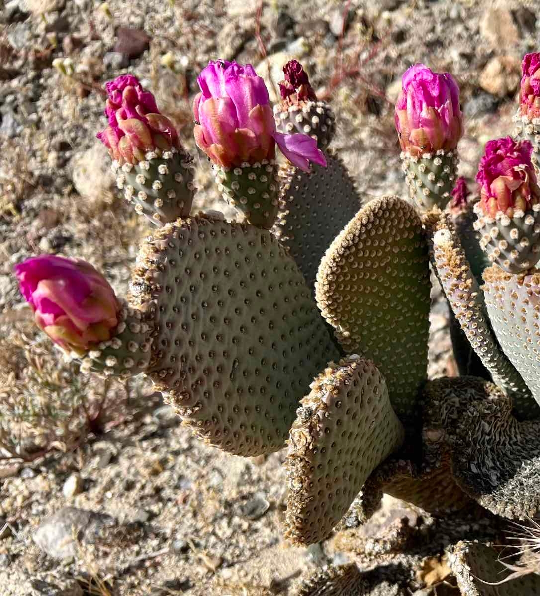 Opuntia basilaris var. basilaris