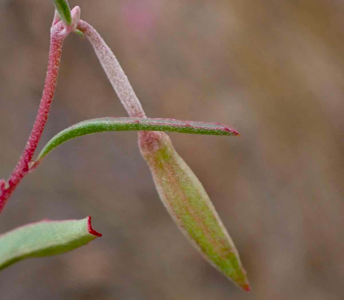 Clarkia lewisii