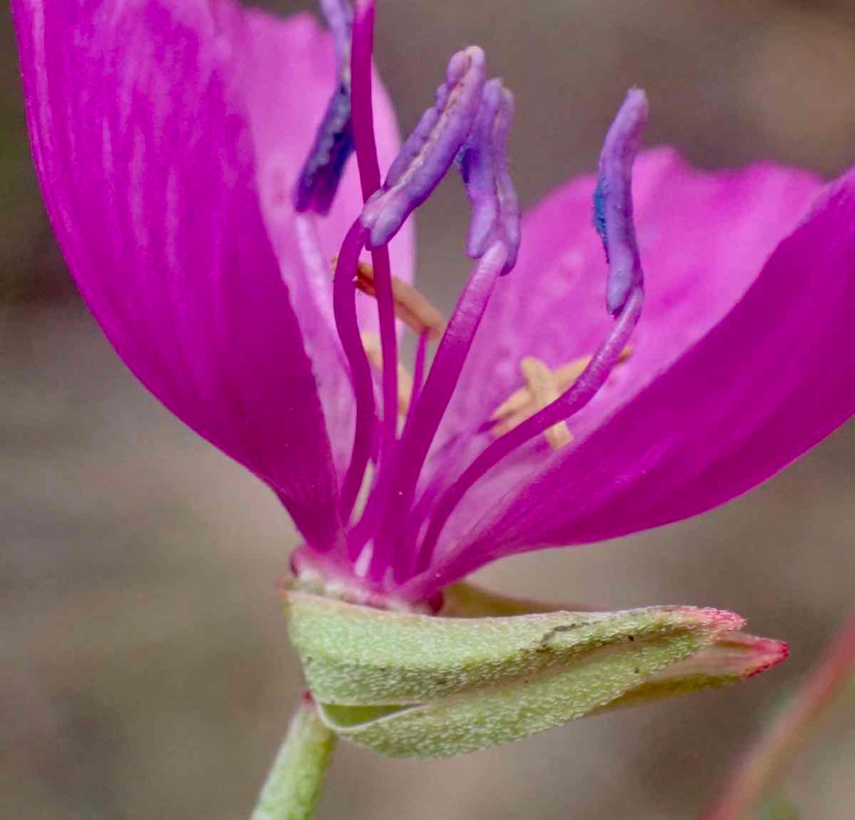 Clarkia lewisii