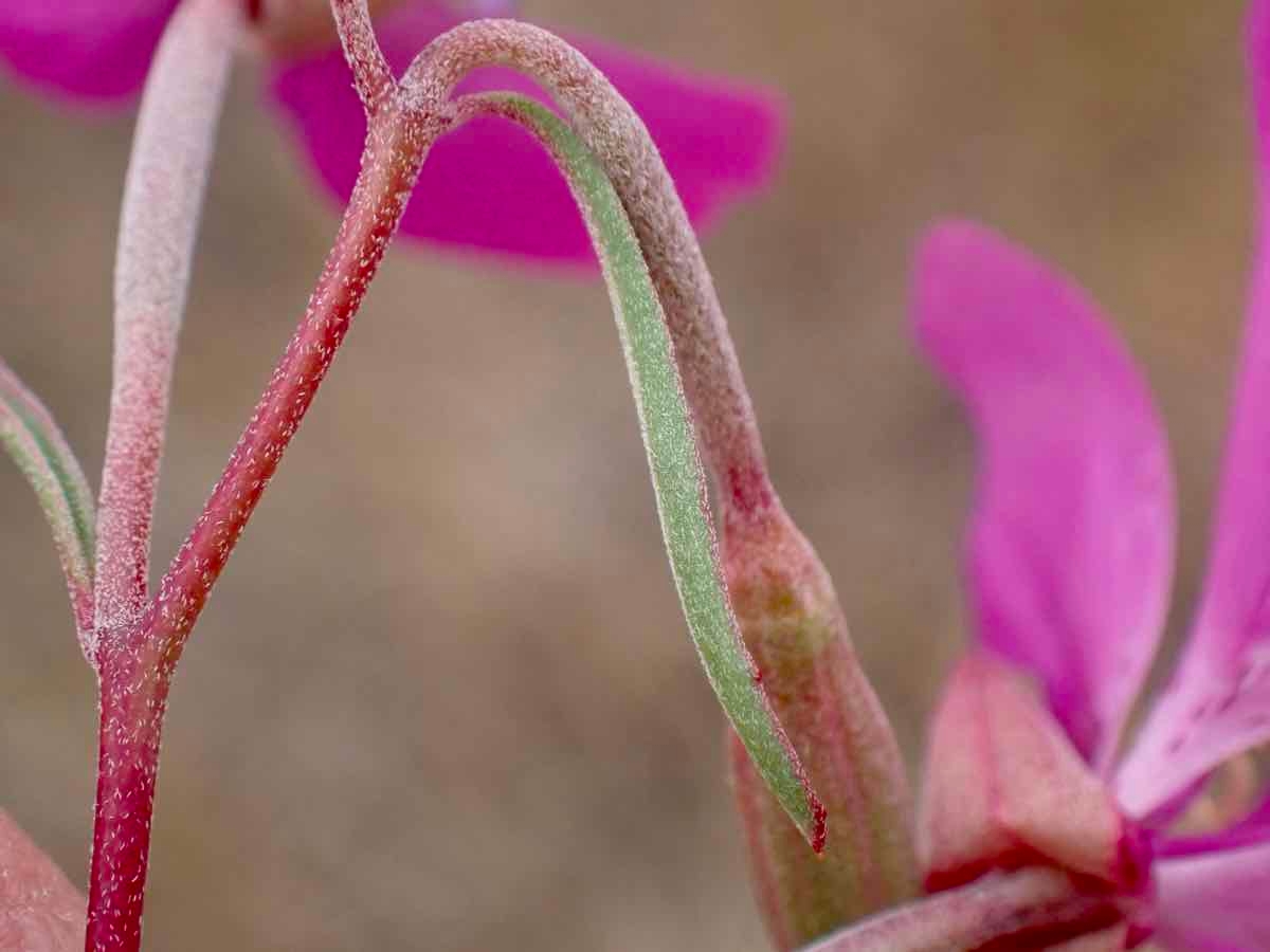 Clarkia lewisii