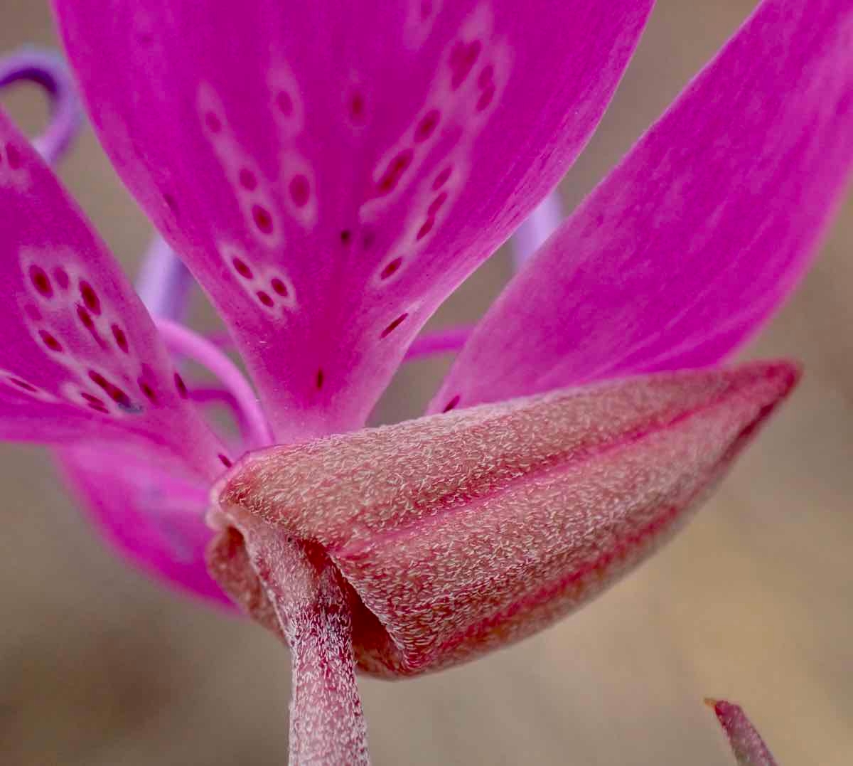 Clarkia lewisii