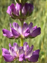 Lupinus microcarpus var. microcarpus