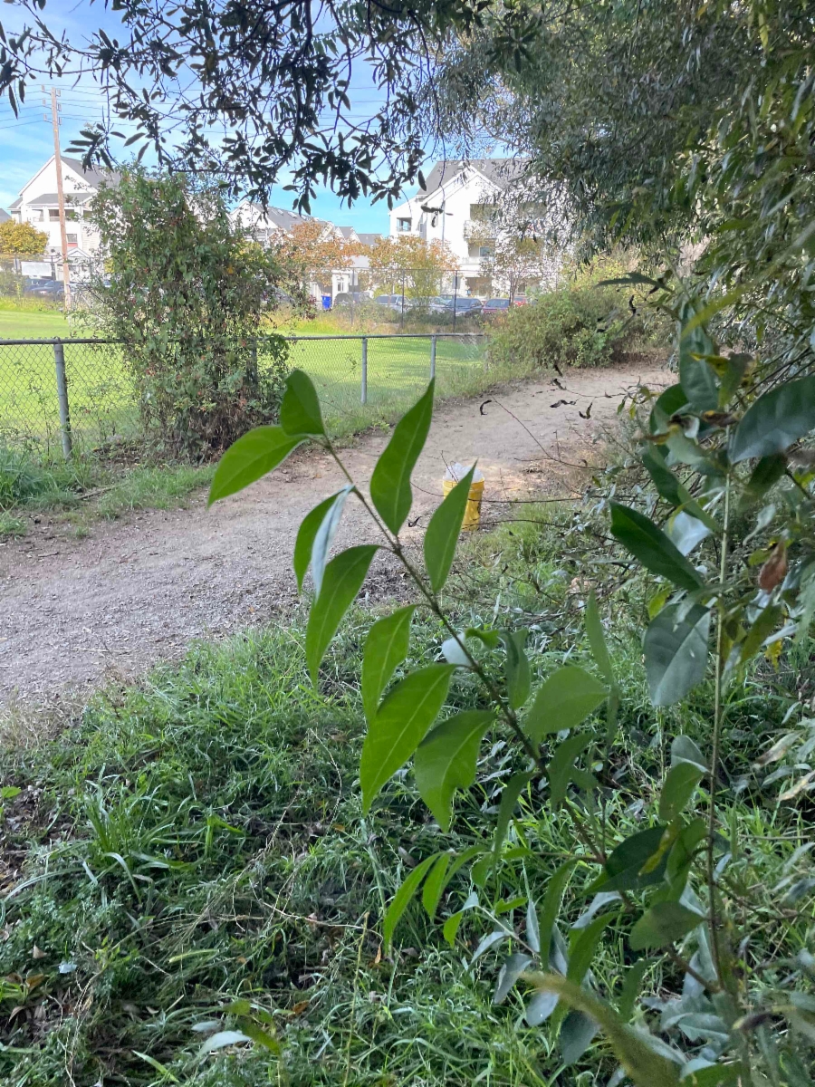 Ligustrum japonicum