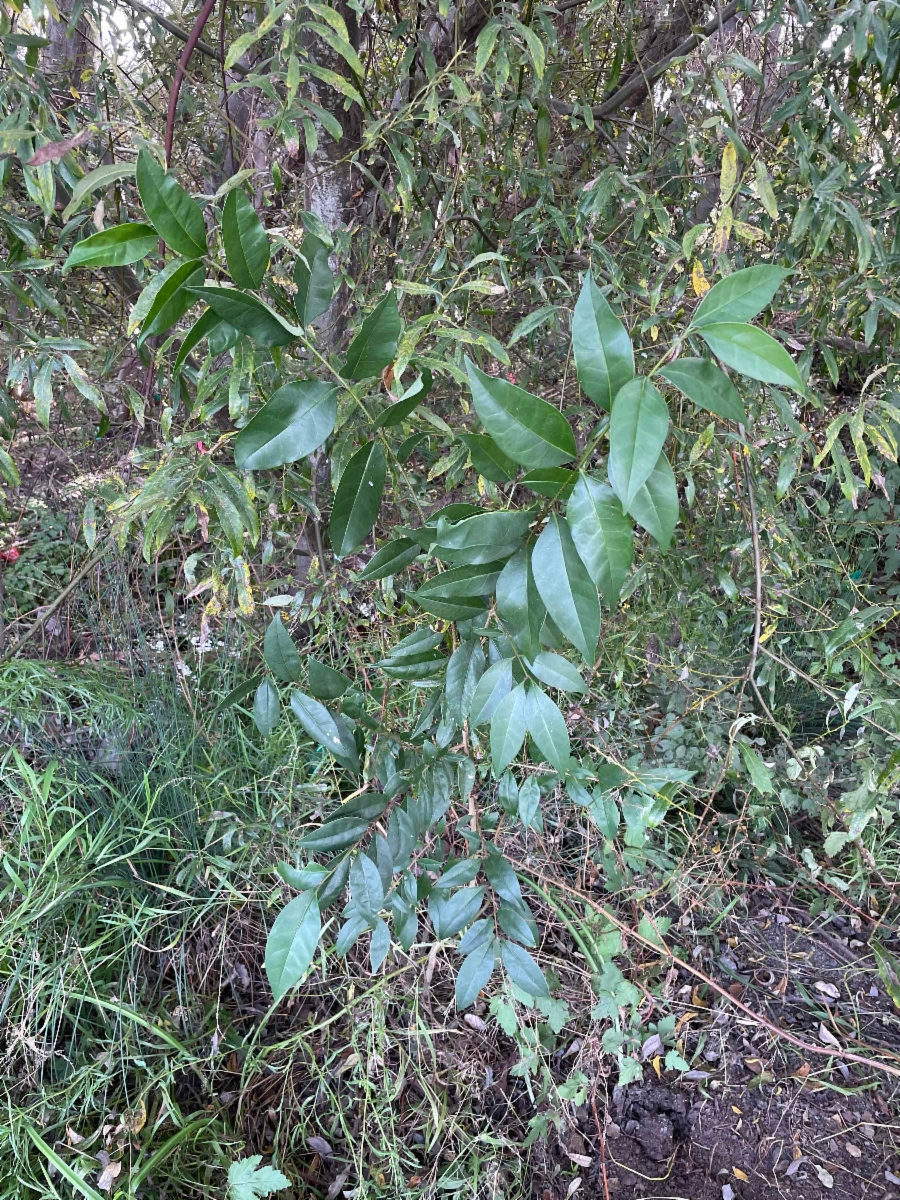 Ligustrum japonicum